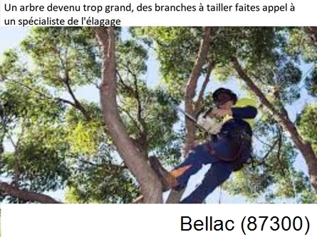 Elagueur qualifié à Bellac-87300