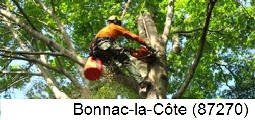 Déssouchage, étêtage d'arbres Bonnac-la-Côte-87270