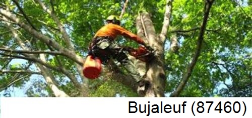 Déssouchage, étêtage d'arbres Bujaleuf-87460