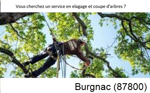 Etêtage d'arbres à Burgnac-87800