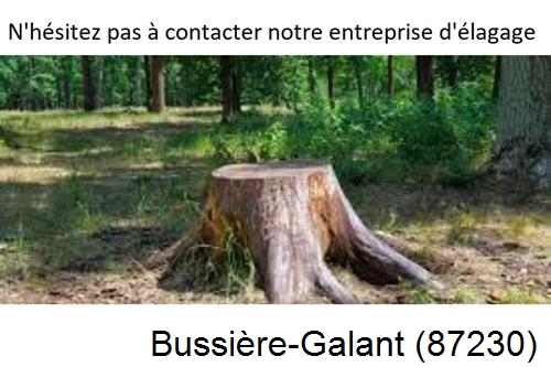 Elagage d'arbres à Bussière-Galant-87230