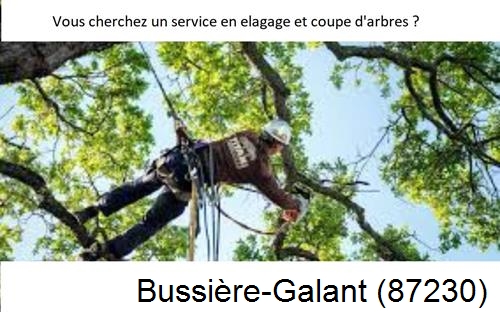 Etêtage d'arbres à Bussière-Galant-87230