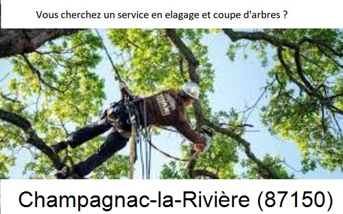 Etêtage d'arbres à Champagnac-la-Rivière-87150