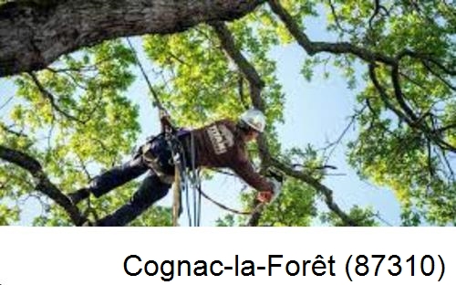 Abattage d'arbres chez un particulier Cognac-la-Forêt-87310
