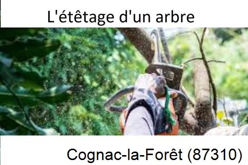 Artisan Abatteur d'arbres Cognac-la-Forêt-87310