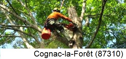 Déssouchage, étêtage d'arbres Cognac-la-Forêt-87310