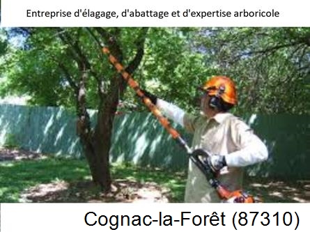 Coupe tête d'arbres Cognac-la-Forêt-87310