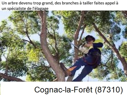 Elagueur qualifié à Cognac-la-Forêt-87310