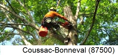 Déssouchage, étêtage d'arbres Coussac-Bonneval-87500