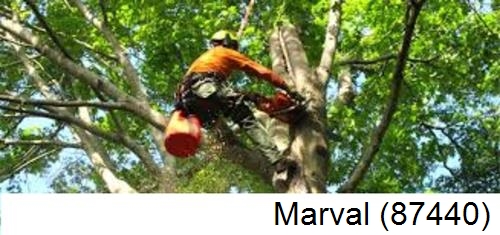 Déssouchage, étêtage d'arbres Marval-87440