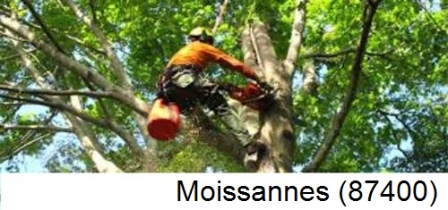 Déssouchage, étêtage d'arbres Moissannes-87400