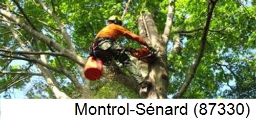 Déssouchage, étêtage d'arbres Montrol-Sénard-87330