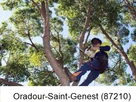 Elagueur à Oradour-Saint-Genest-87210