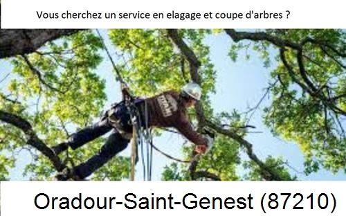 Etêtage d'arbres à Oradour-Saint-Genest-87210