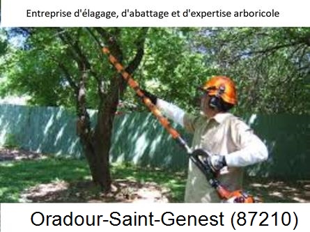 Coupe tête d'arbres Oradour-Saint-Genest-87210
