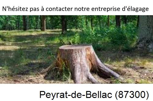 Elagage d'arbres à Peyrat-de-Bellac-87300