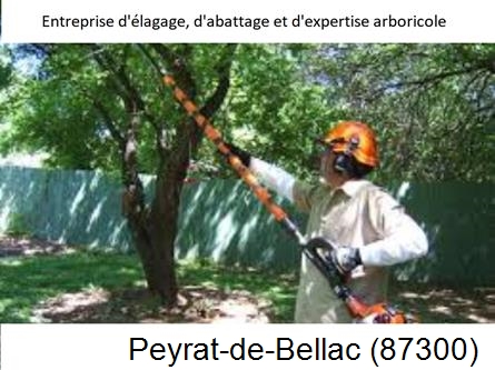 Coupe tête d'arbres Peyrat-de-Bellac-87300