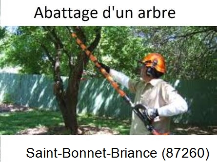 Etêtage et abattage d'un arbre Saint-Bonnet-Briance-87260