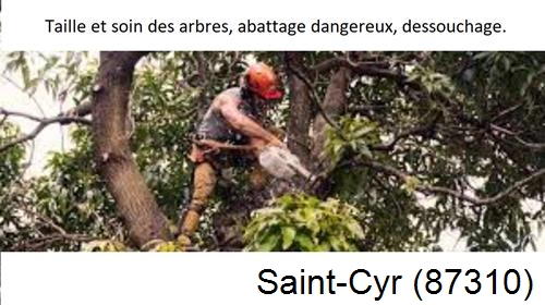 Abattage d'arbres Saint-Cyr-87310