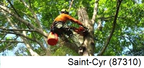 Déssouchage, étêtage d'arbres Saint-Cyr-87310