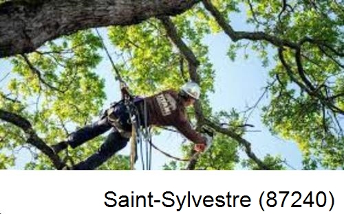 Abattage d'arbres chez un particulier Saint-Sylvestre-87240