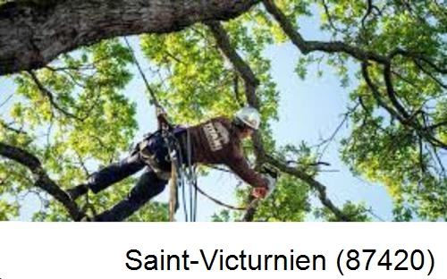Abattage d'arbres chez un particulier Saint-Victurnien-87420